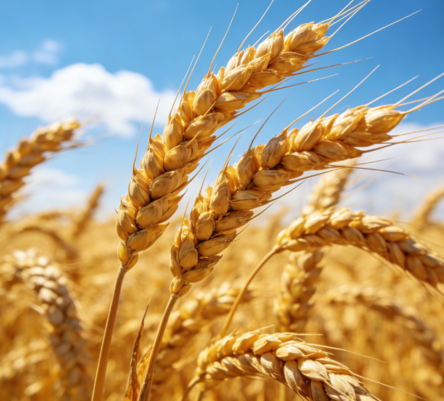 基層糧站缺專(zhuān)業(yè)設(shè)備？LD-LZ1熒光定量檢測(cè)儀操作簡(jiǎn)單易上手